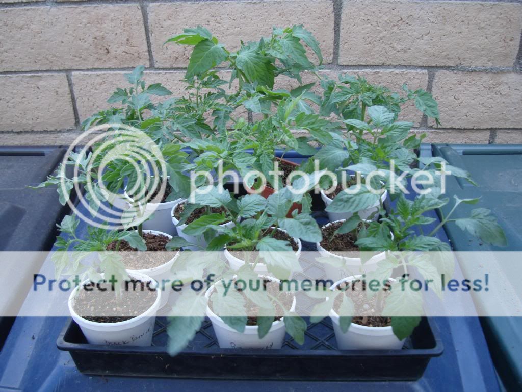  photo DSC05795_zps1cf11cb1.jpg